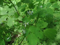 Thalictrum baicalense