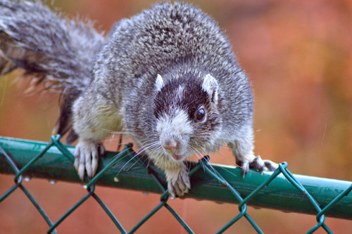 fox squirrel