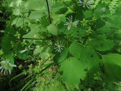 Thalictrum baicalense