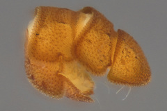 Eurypauropus