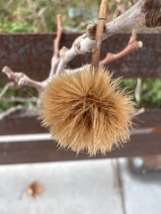 Leucaena retusa