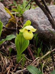 Cypripedium flavum