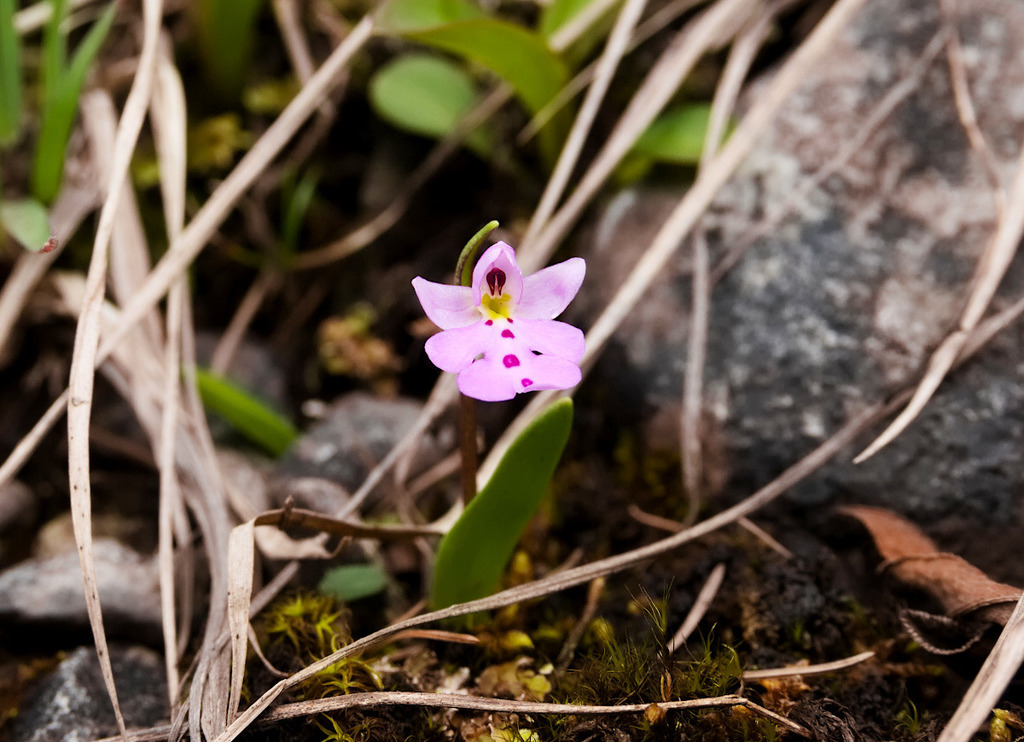 Hemipilia monantha