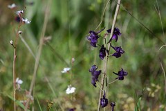 Delphinium parryi