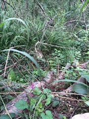 Spiranthes australis