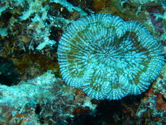 Mycetophyllia