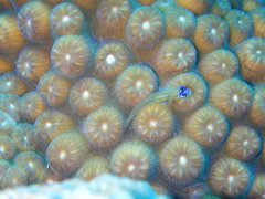 Coryphopterus lipernes