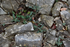 Euphorbia fragifera