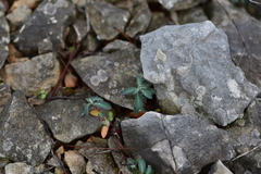 Euphorbia fragifera
