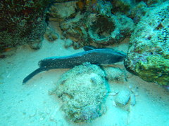 Rypticus saponaceus