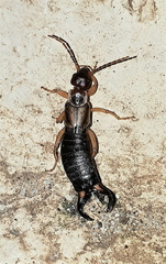 Forficula lurida