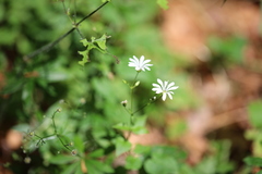 Stellaria montana