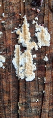 Steccherinaceae