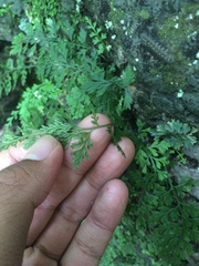 Asplenium pekinense