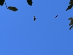 Cathartes aura image