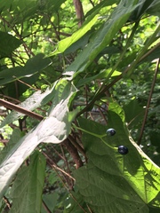 Alangium platanifolium