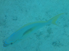 Scolopsis monogramma