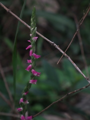 Spiranthes australis