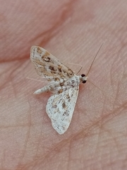 Parapoynx diminutalis