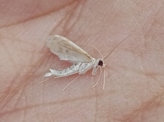 Parapoynx diminutalis