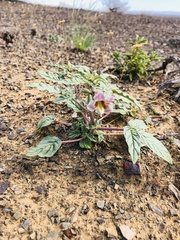 Pedaliaceae
