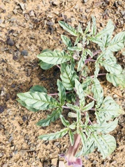Pedaliaceae