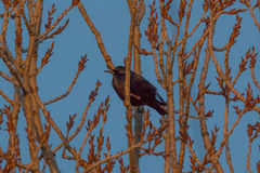 Sturnus unicolor