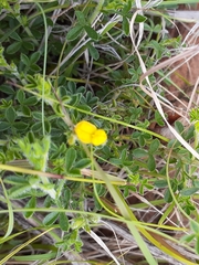 Melolobium microphyllum