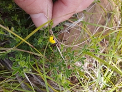 Melolobium microphyllum