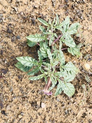 Pedaliaceae