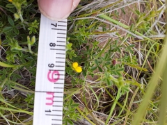 Melolobium microphyllum