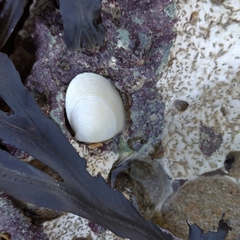 Ruditapes decussatus