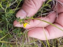 Melolobium microphyllum