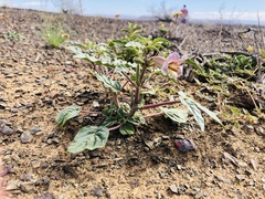 Pedaliaceae