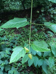 Acer davidii grosseri