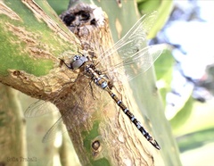 Rhionaeschna absoluta