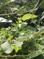 Fallopia dentatoalata