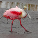 Roseate Spoonbill - Photo (c) Judy Gallagher, some rights reserved (CC BY)