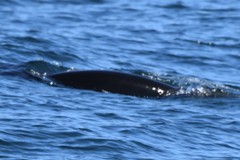 Lissodelphis borealis