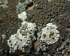 Lecanora valesiaca