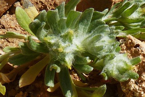 Representative image of Filago pyramidata