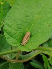 Hyperolius