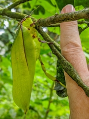 Cnemidophyllum eximium