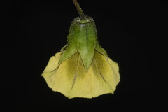 Physalis longifolia longifolia