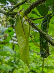 Cnemidophyllum eximium