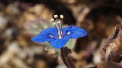 Phacelia nashiana