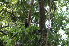 Campephilus rubricollis