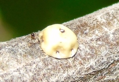 Ceroplastes cirripediformis