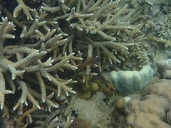 Ostorhinchus compressus