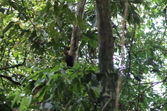 Campephilus rubricollis